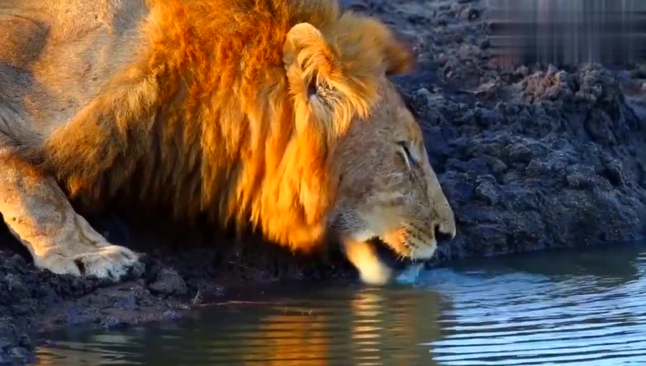 爱游戏-莫兰特52分全场回放免费